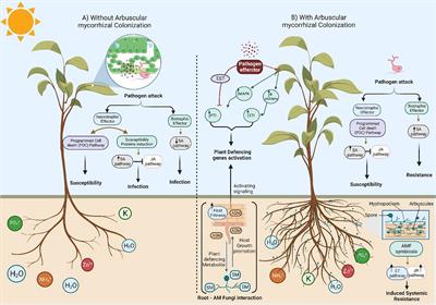 The hidden power of secondary metabolites in plant-fungi interactions and sustainable phytoremediation